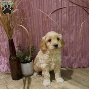 Macy, Mini Goldendoodle Puppy